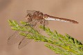 Sympetrum meridionale female-3338